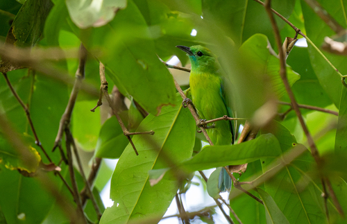 Javan Leafbird (Chloropsis cochinchinensis), photo 8
