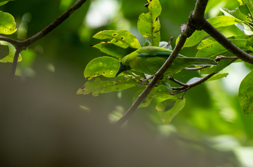 Javan Leafbird (Chloropsis cochinchinensis), photo 3