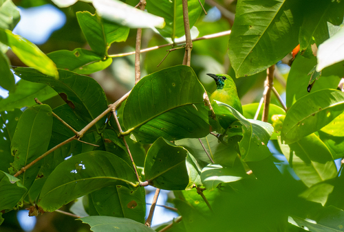 Javan Leafbird (Chloropsis cochinchinensis), photo 4