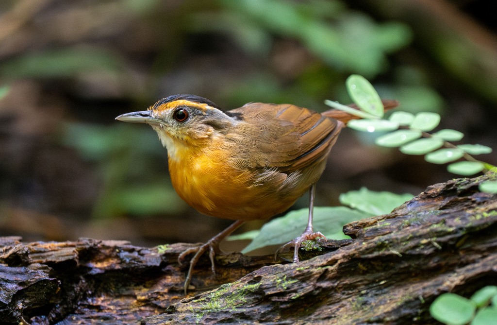 Black-browed Babbler photo