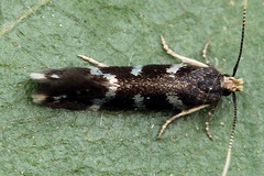 Eulamprotes wilkella