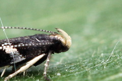 Eulamprotes wilkella