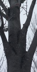 Acer rubrum