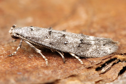 Exoteleia dodecella (Linnaeus, 1758)