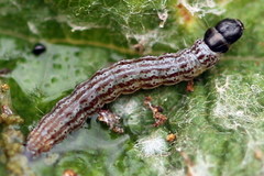 Filatima incomptella