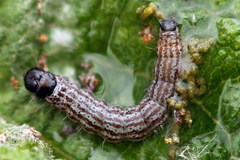Filatima incomptella