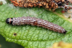 Filatima incomptella