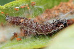 Filatima incomptella