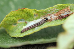 Filatima incomptella