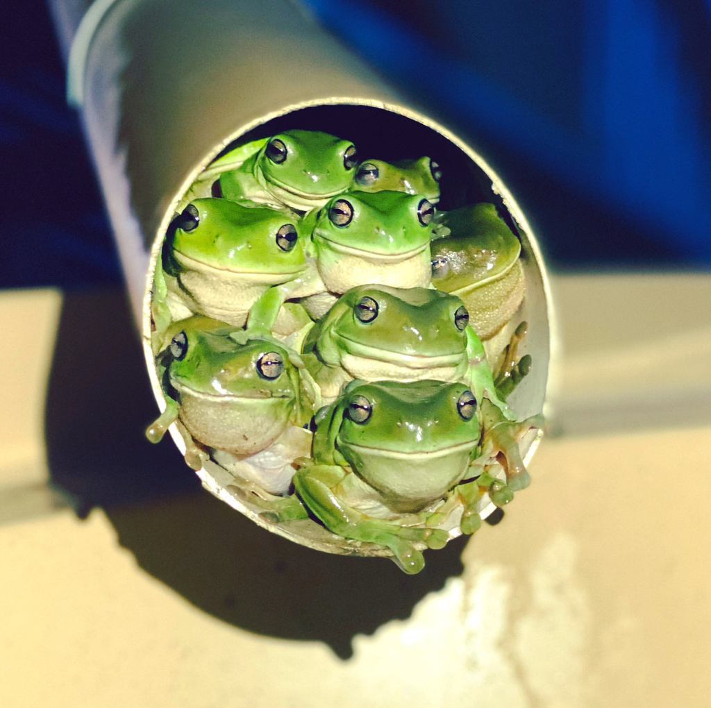 Rainette de White (Litoria caerulea)