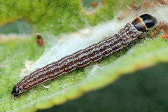 Filatima incomptella