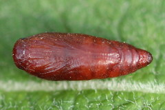 Filatima incomptella