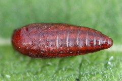Filatima incomptella