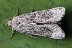 Filatima incomptella
