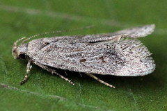 Filatima incomptella