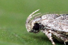 Filatima incomptella