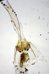 Filatima incomptella