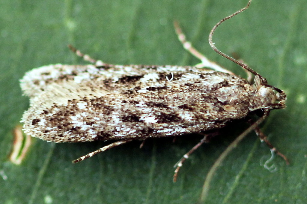Gelechia cuneatella
