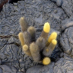 Brachycereus nesioticus