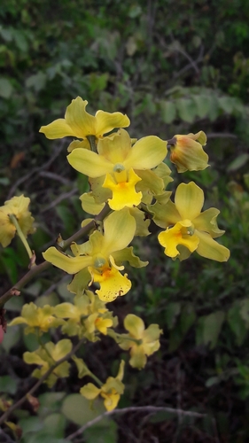 terrestrial cowhorn orchid (Cyrtopodium polyphyllum)