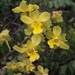 Yellow Cowhorn Orchid - Photo (c) Fernando Farias, some rights reserved (CC BY-NC), uploaded by Fernando Farias