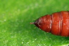 Gelechia jakovlevi