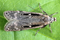 Gelechia jakovlevi