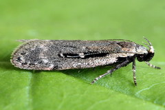 Gelechia jakovlevi