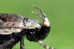 Gelechia jakovlevi