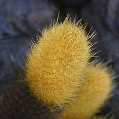 Brachycereus nesioticus