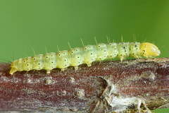 Gelechia jakovlevi