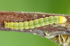 Gelechia jakovlevi