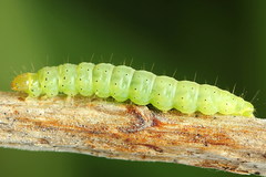 Gelechia jakovlevi