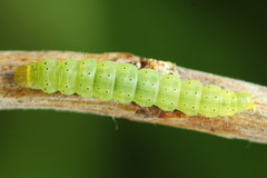 Gelechia jakovlevi