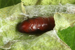 Gelechia jakovlevi