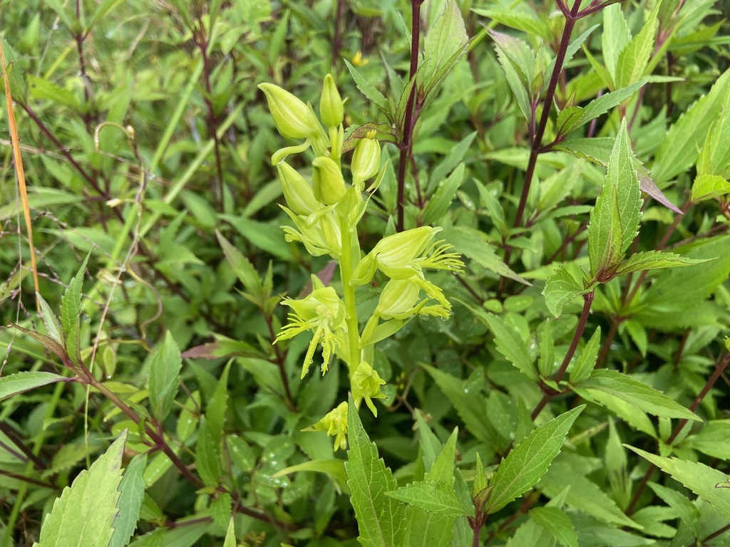 Habenaria multipartita