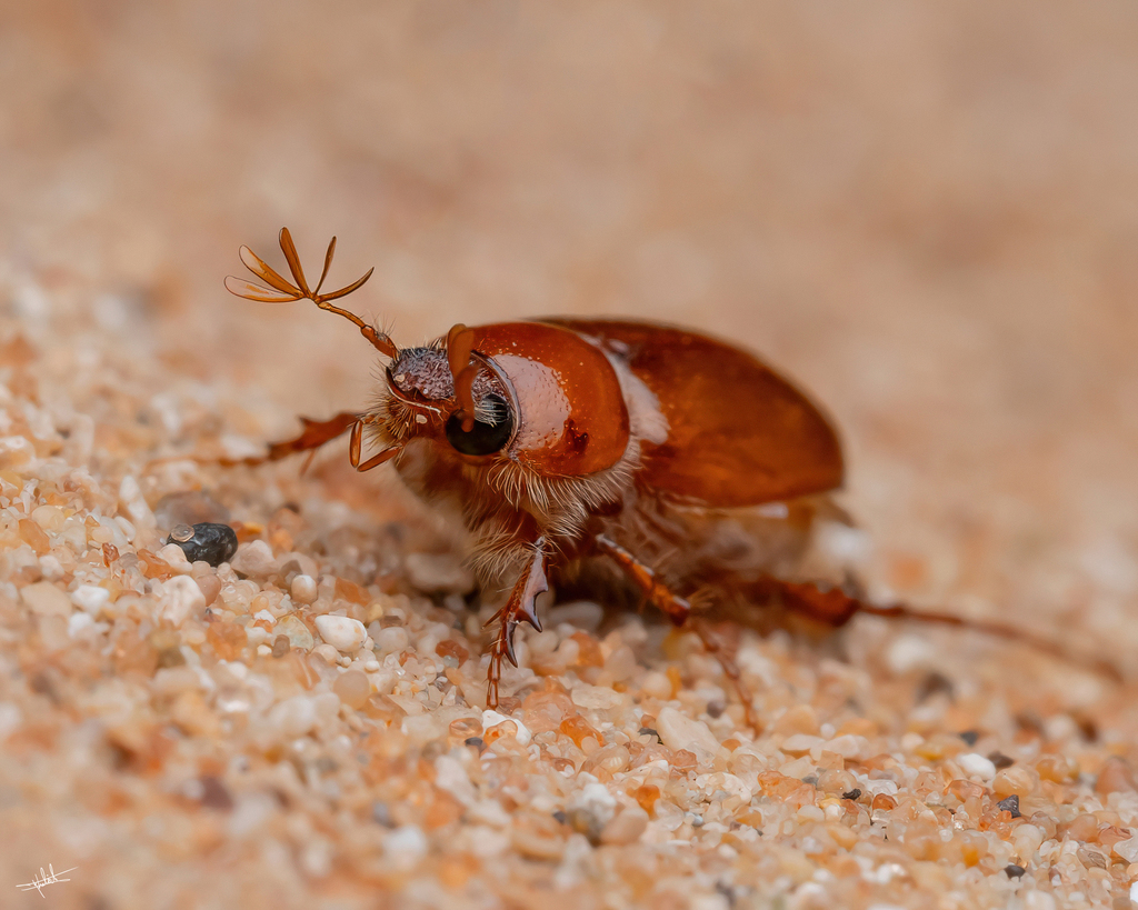 Buettikeria