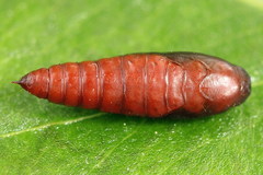Gelechia jakovlevi