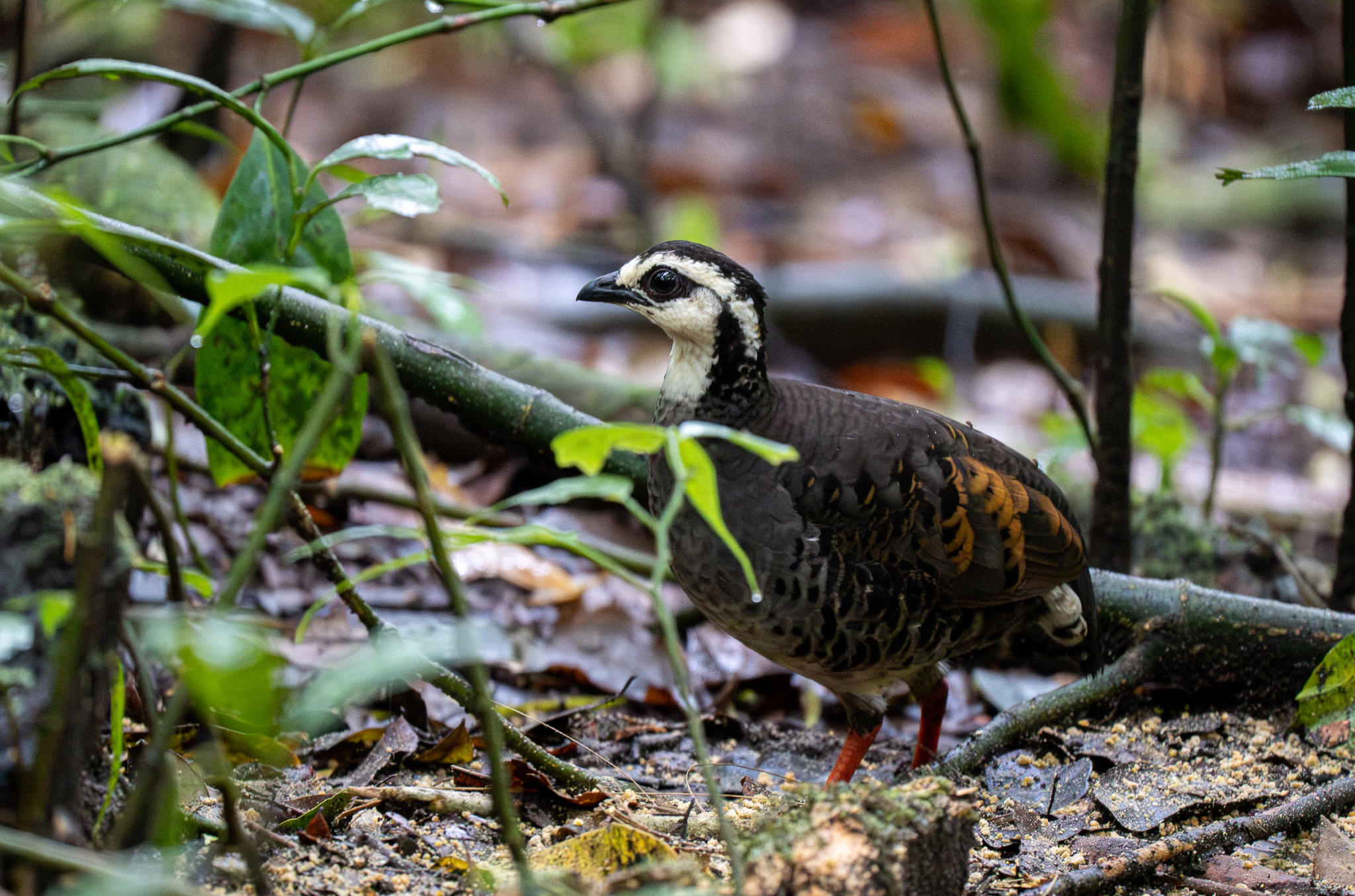 Grey-breasted Partridge (Arborophila orientalis), photo 9