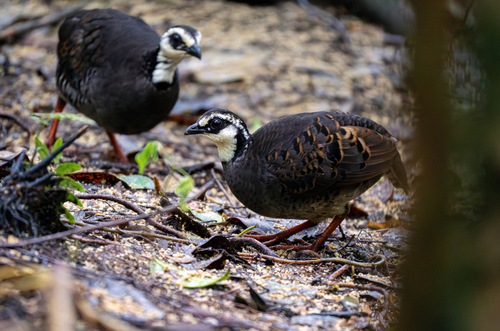 Grey-breasted Partridge (Arborophila orientalis), photo 10