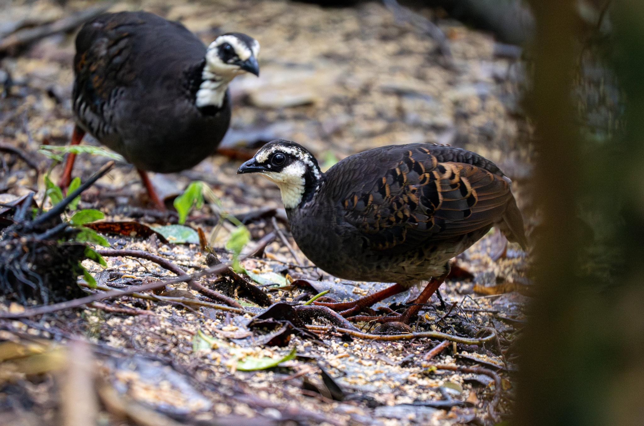 Grey-breasted Partridge (Arborophila orientalis), photo 10