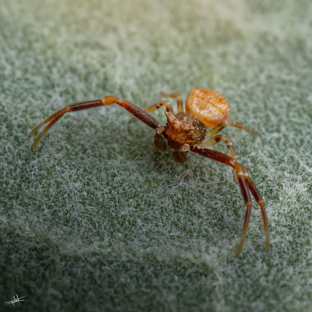 Thomisus unidentatus
