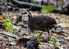 Grey-Breasted Partridge photo 2