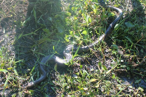 Bolivian Anaconda observed near R527+56X, Corral de Palmas, Bolivia, (c) Kyle Smith, some rights reserved (CC BY-NC)
