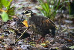 Grey-Breasted Partridge photo 4