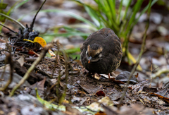 Grey-Breasted Partridge photo 5