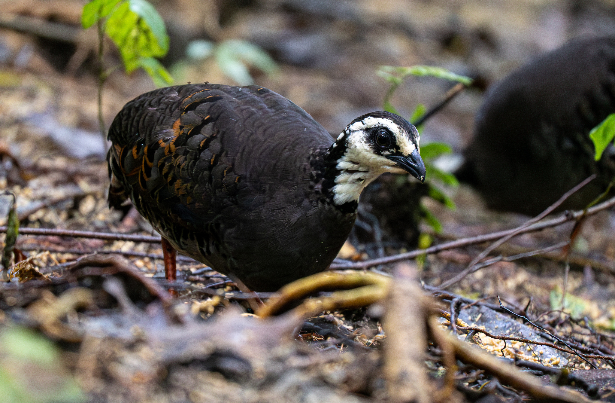 Grey-breasted Partridge (Arborophila orientalis), photo 3