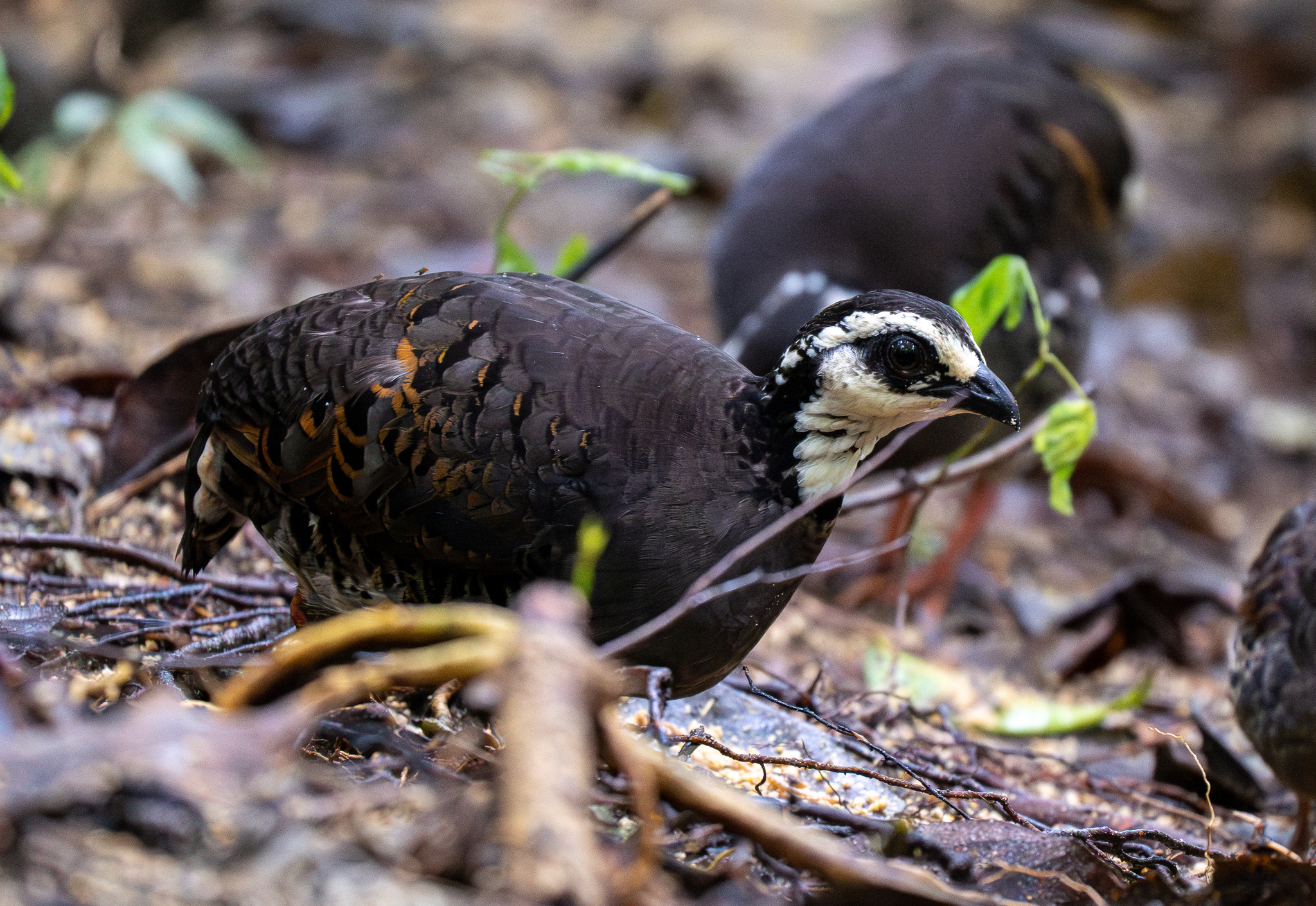 Grey-breasted Partridge (Arborophila orientalis), photo 4