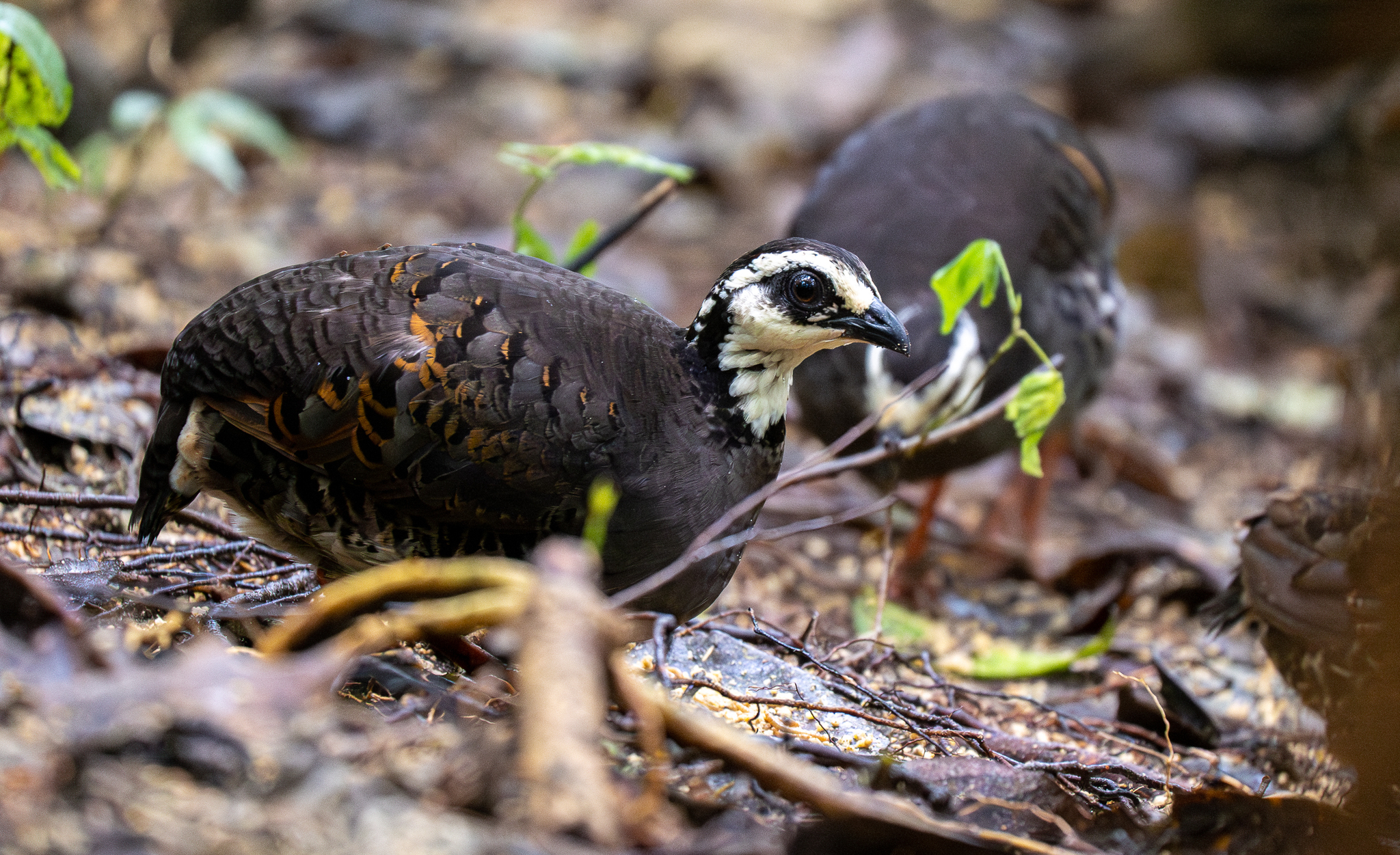 Grey-breasted Partridge (Arborophila orientalis), photo 5