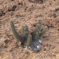 Brachycereus nesioticus